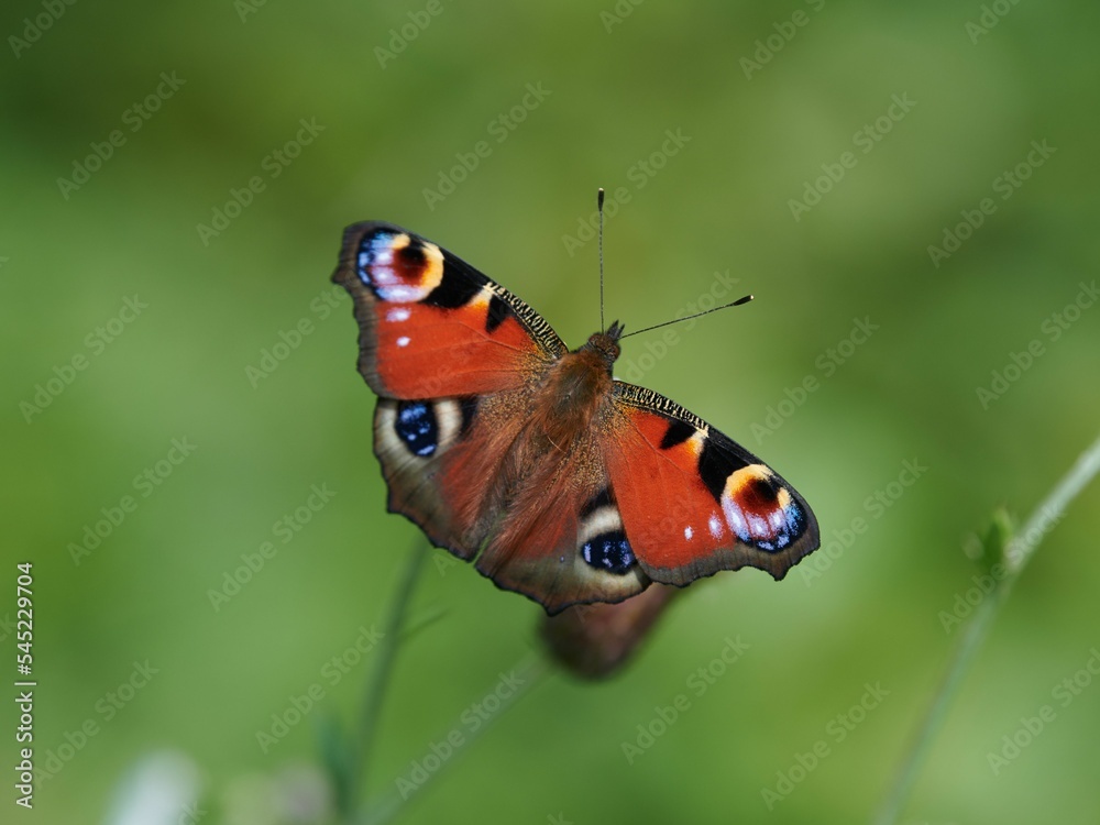 Shallow focus shot of an European peacock butterfly perching on plant with blur green background Shallow focus shot of an European peacock butterfly perching on plant with blur green background