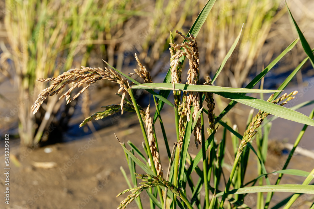 Closeup of rice crop and rice grain. Industrial agriculture and farming. Tagus Estuary Natural Reserve. Native Rice of Portugal.
Closeup of rice crop and rice grain. Industrial agriculture and farming. Tagus Estuary Natural Reserve. Native Rice of Portugal.