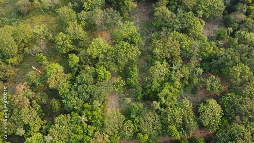 Naklejka premium Aerial of a forest with green trees.