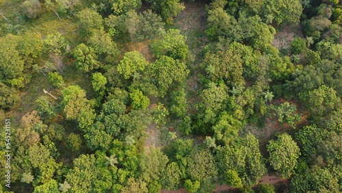 Aerial of a forest with green trees.