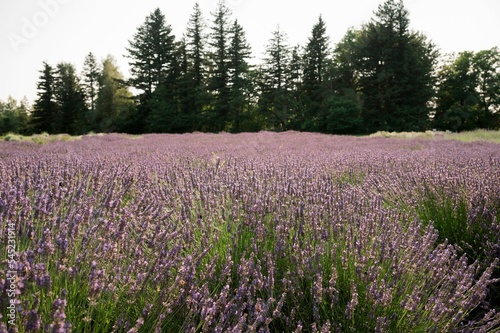 Closeup of lavender flowers growing in a field against green forest in Corbett,Oregon on a sunny day