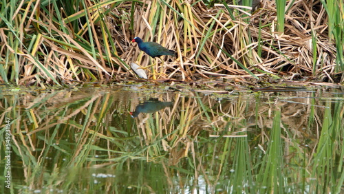 Purple gallinule (Porphyrio martinicus) in the La Segua wetlands near Chone, Ecuador photo