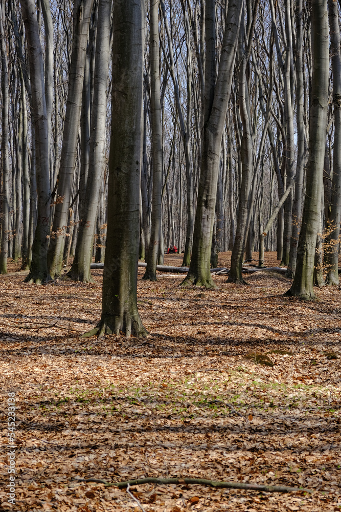 A portrait shot of people rest in Spring forest at Holosiivskyi National Nature Park, Kyiv, Ukraine A portrait shot of people rest in Spring forest at Holosiivskyi National Nature Park, Kyiv, Ukraine