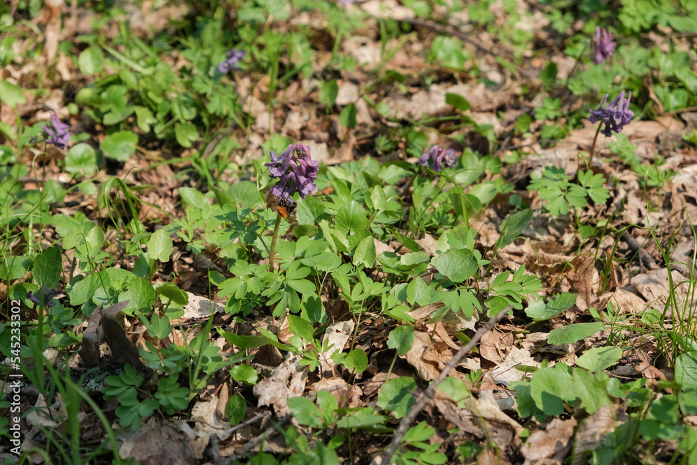 Muscari flowers, yellow and green leaves in Spring forest at Holosiivskyi National Nature Park, Kyiv, Ukraine Muscari flowers, yellow and green leaves in Spring forest at Holosiivskyi National Nature Park, Kyiv, Ukraine
