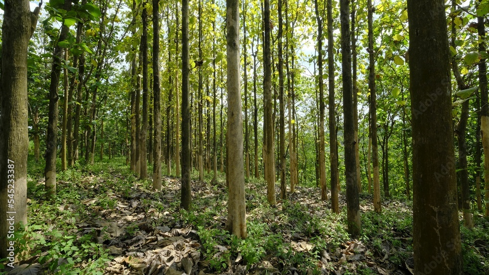 Naklejka premium Teak tree forest for wood industry