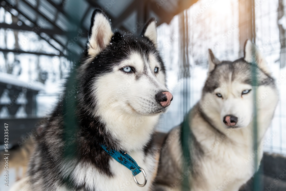 Poirtrait of two beautiful calm purebred siberain husky dogs sitting in kennel outdoors wait for forest trip adventure dogsled on cold winter snowy day. Dog sledding domestic animal frineds Poirtrait of two beautiful calm purebred siberain husky dogs sitting in kennel outdoors wait for forest trip adventure dogsled on cold winter snowy day. Dog sledding domestic animal frineds