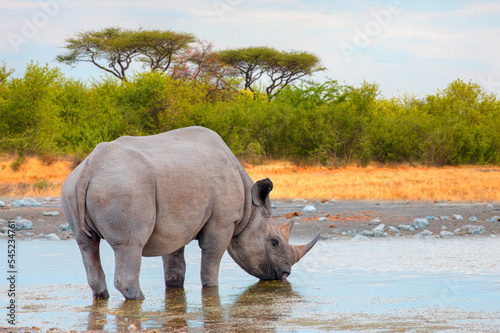 Rhino drinking water from a small lake  - Etosha National Park  Namibia  Africa 