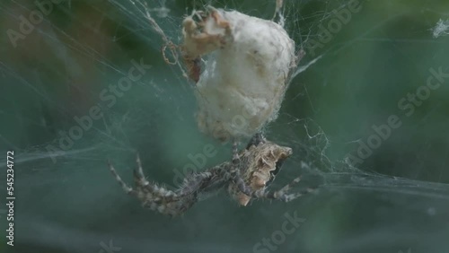 close up shot of a tent spider, cyrtophora citricola, protecting the egg sac photo