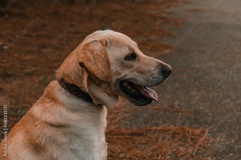 Profile of a labrador retriever dog. Profile of a labrador retriever dog.