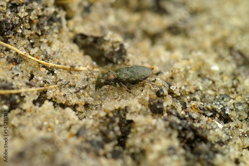 Closeup of a small metallic green ground beetle, Elaphrus riparius.