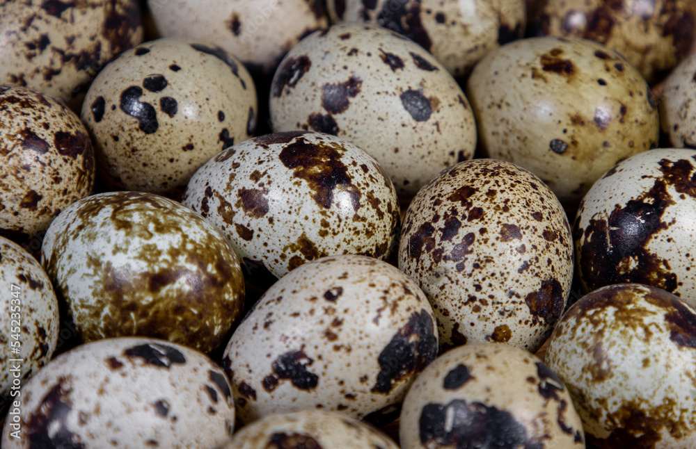 a close-up of some quail eggs a close-up of some quail eggs