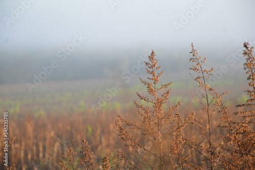 fog in the field