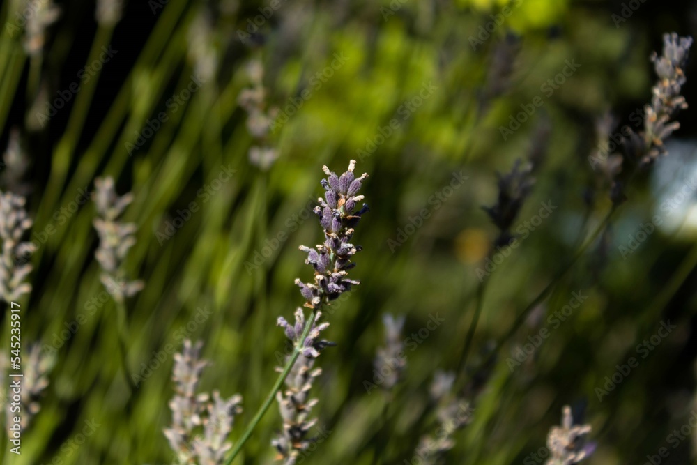 Lavender branch closeup