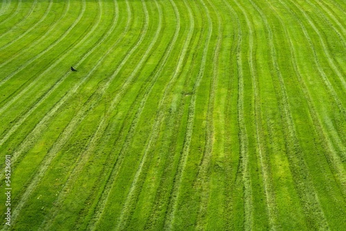 Mowed grass with driving lines on which a black bird walks