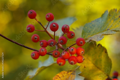 Czerwone owoce na jesiennych drzewach photo
