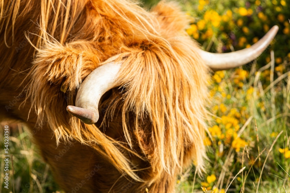 Obraz premium Closeup shot of a fluffy brown highlands cow grazing on a rural field
