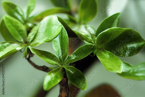 vibrant green leaves of breaking root, wild coffee, psychotria nervosa rubiaceae photo