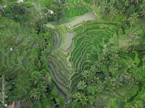 Aerial of an arable land full of tropical trees and stairs rice plantation, Bali, Indonesia