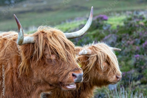 Couple of Scottish cows in the grassland from the side