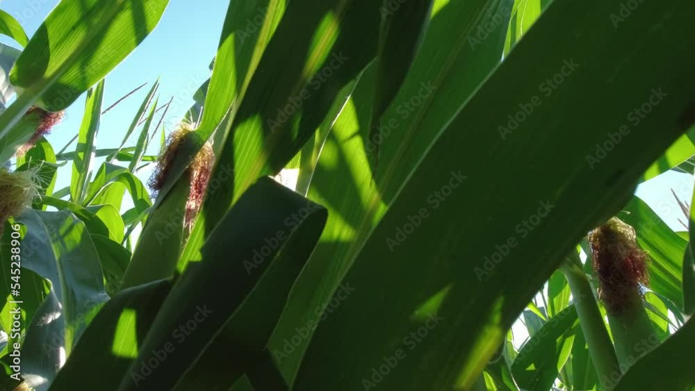 Walking farmer through row of corn seedling crops point of view, in the field at the summer season. Close-up green corn in the field. Agriculture, farming and harvest of ripen corn.