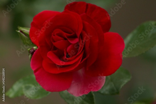 Closeup shot of a red rose in a garden during the day