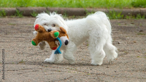 Adorable fluffy white dog with a toy in its mouth in a park