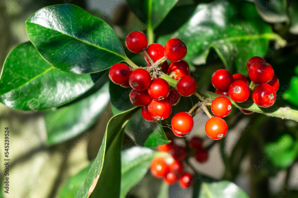 Christmas red balls of holly with green leaves Christmas red balls of holly with green leaves