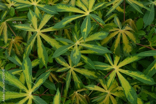 Closeup shot of cassava plants green leaves growing in the field