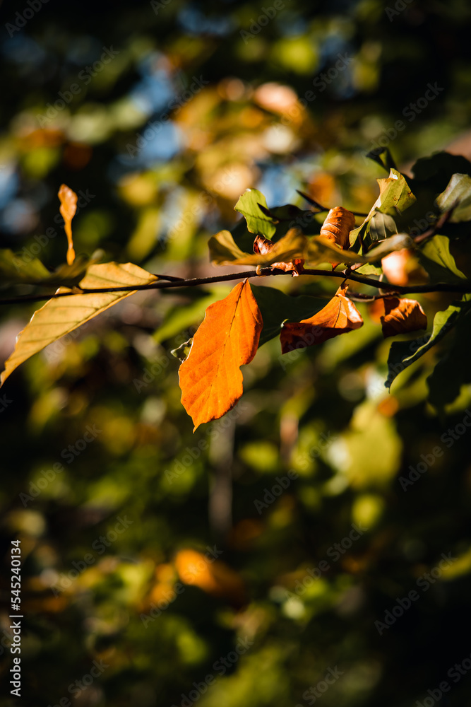 Fototapeta premium Feuilles d'automne