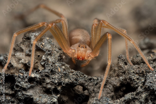 Mediterranean recluse spider, violin spider (Loxosceles rufescens), Brown recluse spider, in its wild habitat.