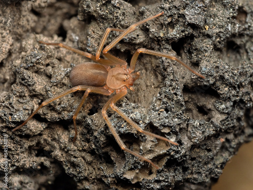 Mediterranean recluse spider, violin spider (Loxosceles rufescens), Brown recluse spider, in its wild habitat.