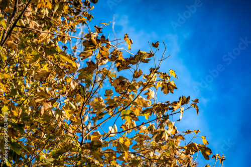 Feuillage d'automne dans le ciel bleu