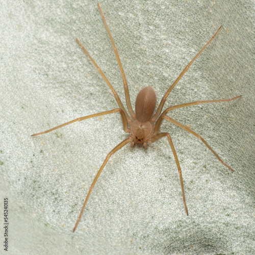 Mediterranean recluse spider, violin spider (Loxosceles rufescens), Brown recluse spider, in its wild habitat.