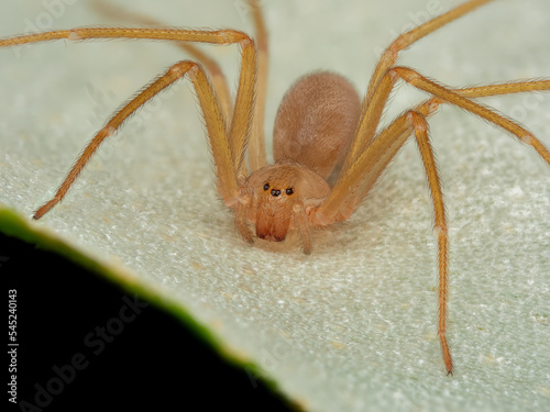 Mediterranean recluse spider, violin spider (Loxosceles rufescens), Brown recluse spider, in its wild habitat.