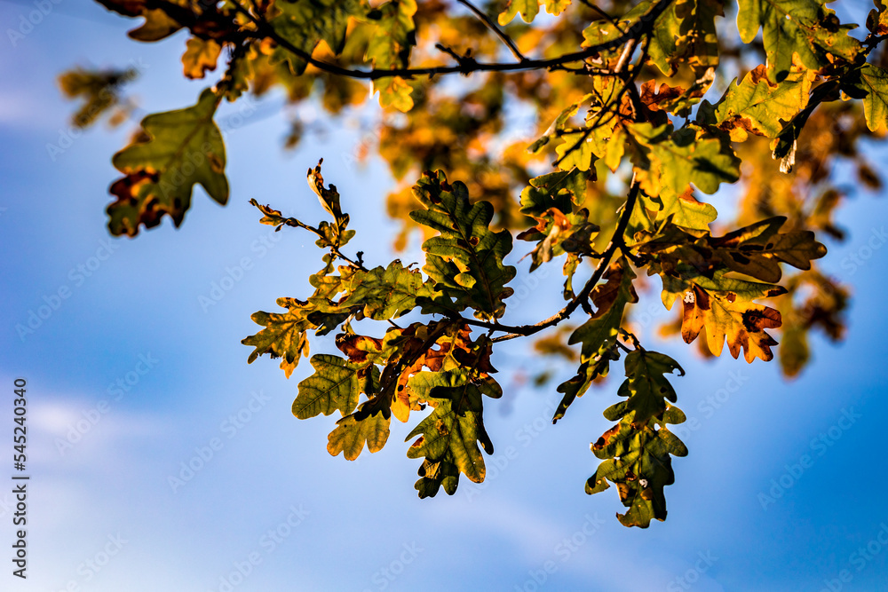 Feuillages d'automne