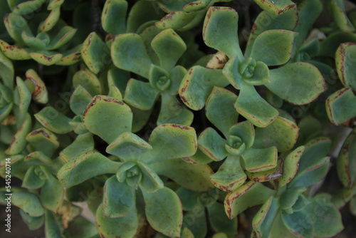 close up of a succulent plant