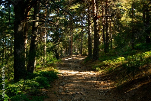 Forest path in Navacerrada photo