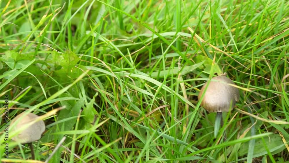 close-up of a Petticoat Mottlegill troop of mushrooms (Panaeolus papilionaceus) close-up of a Petticoat Mottlegill troop of mushrooms (Panaeolus papilionaceus)