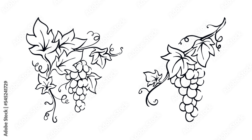 Naklejka premium Grapevine with leaves illustration vector berries hand drawn vintage drawing