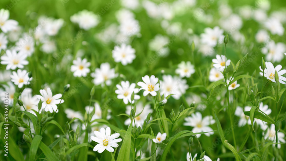 White flowers of Stellaria holostea flowerbed blooming in spring forest White flowers of Stellaria holostea flowerbed blooming in spring forest