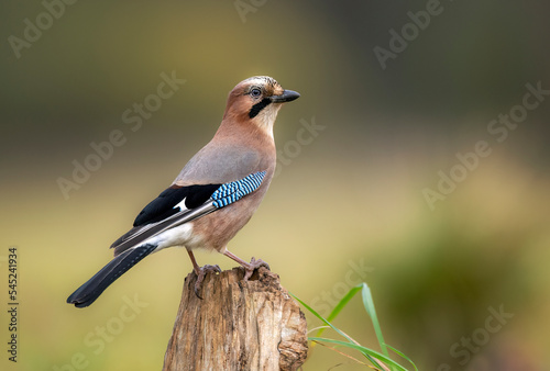 Eurasian jay bird ( Garrulus glandarius )