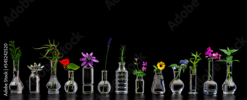 Panoramic Medicinal Plants for Phytotherapy.