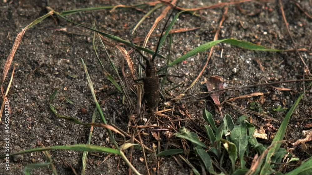 a large forest beetle runs across the sand, a beetle with a large mustache, a barbel beetle, slow motion a large forest beetle runs across the sand, a beetle with a large mustache, a barbel beetle, slow motion