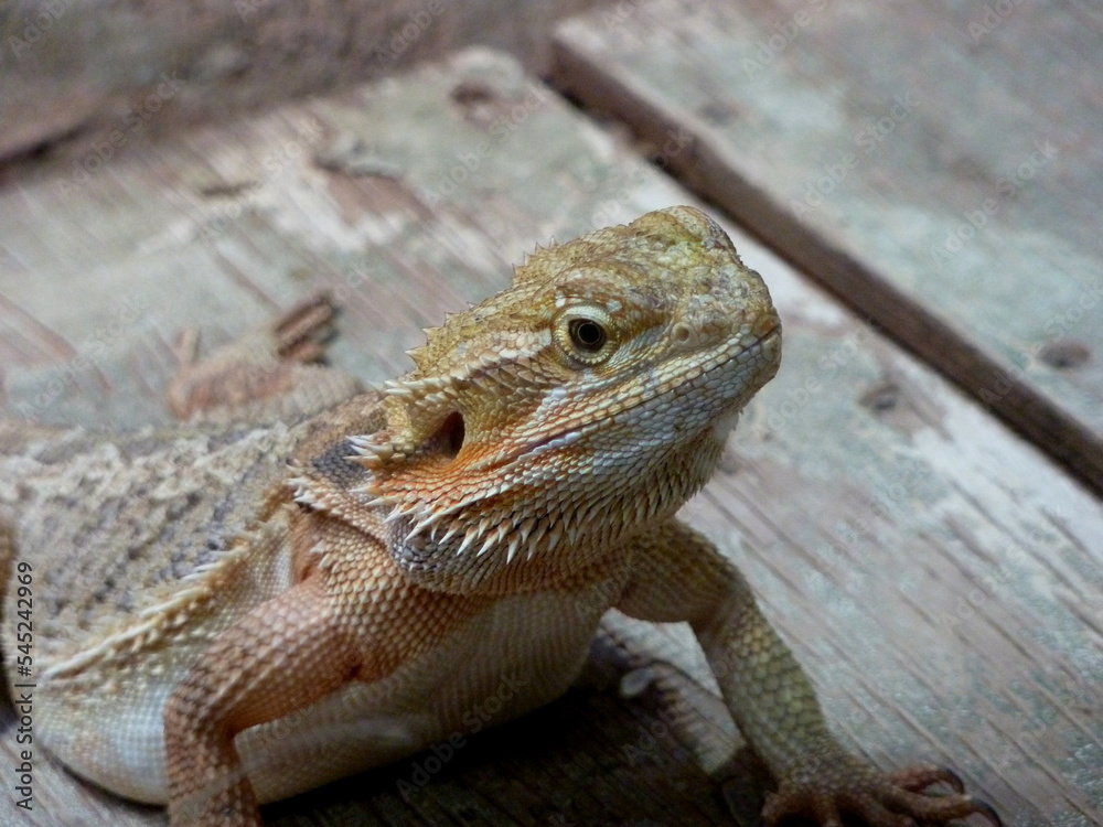 Obraz premium Agama - ein Leguanart