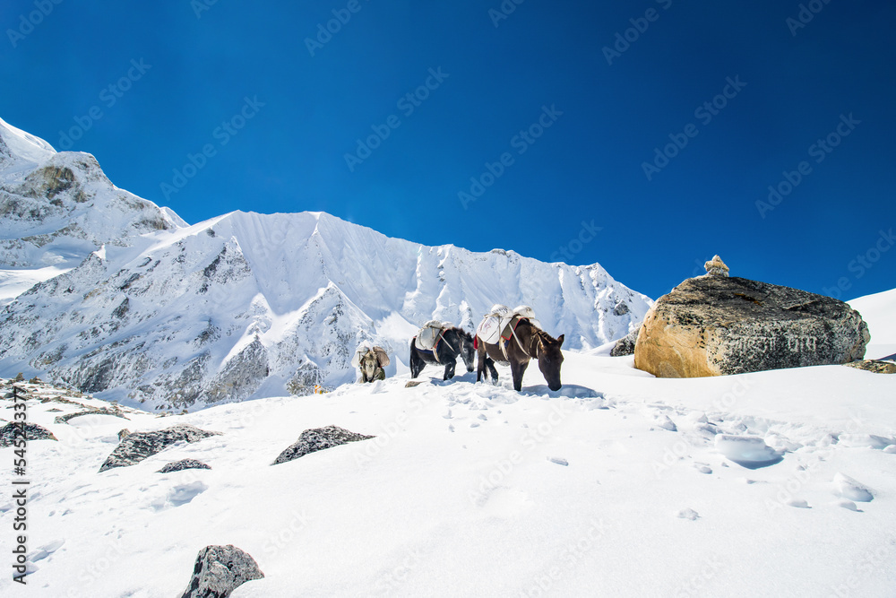 Donkeys carrying essential supplies up the snowy mountains in the Larke Pass of Manaslu Circuit Trek in the Himalayas, Nepal