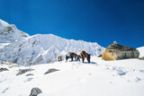 Donkeys carrying essential supplies up the snowy mountains in the Larke Pass of Manaslu Circuit Trek in the Himalayas, Nepal