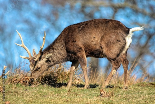 Deer grazing in the meadow with a tree in the background