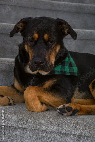 portrait of a dog big girl dog puppy Rottweiler adopted shelter dog resting on the stairs indoors domestic pet animal sleeping napping from playing all day happy dog