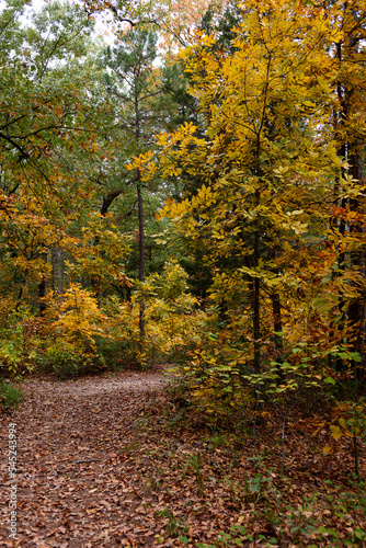 Fall Foliage - Lake Bob Sandlin SP-6578