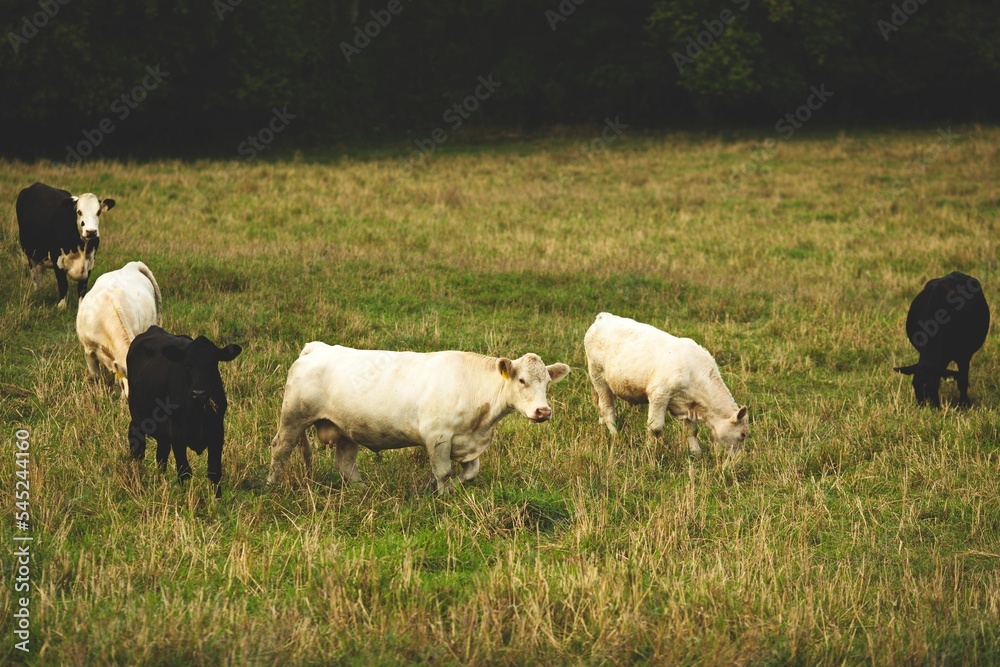 Cows in a pasture field in Ontario Canada surrounded by greenery Cows in a pasture field in Ontario Canada surrounded by greenery